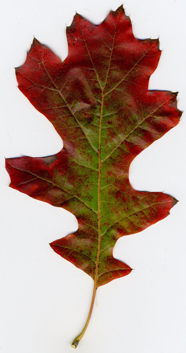 Picture of the daily leaf